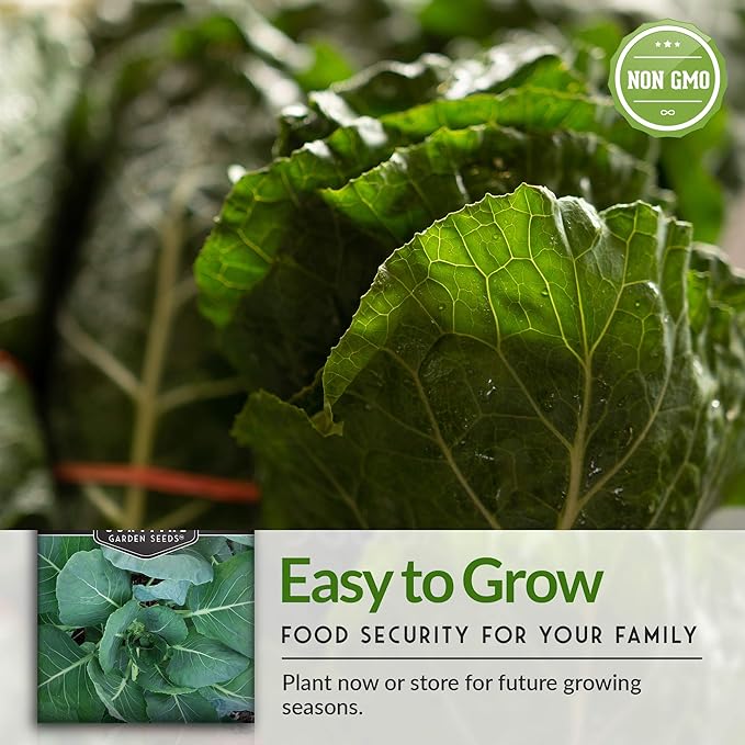 Survival Garden Seeds - Georgia Southern Collards Seed for Planting - Pack with Instructions to Plant and Grow Healthy Collard Greens in Your Home Vegetable Garden - Non-GMO Heirloom Variety - 2 Packs