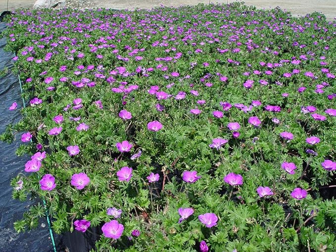 Geranium sanguineum 'New Hampshire' (Cranesbill) Perennial, blue flowers, 1 - Size Container