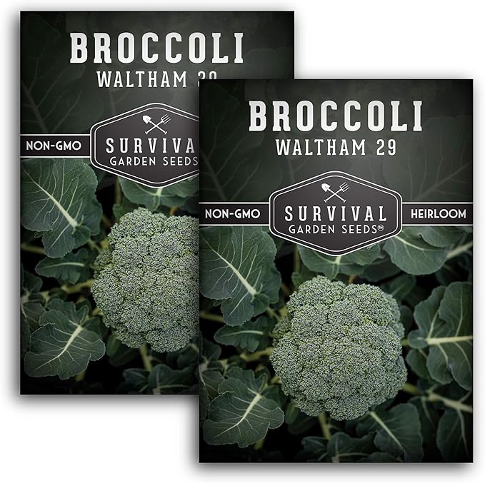Waltham 29 Broccoli Seed for Planting - Packet with Instructions to Plant & Grow Cool Weather Broccoli in Your Home Vegetable Garden - Non-GMO Heirloom Variety - Survival Garden Seeds - 2 Pack