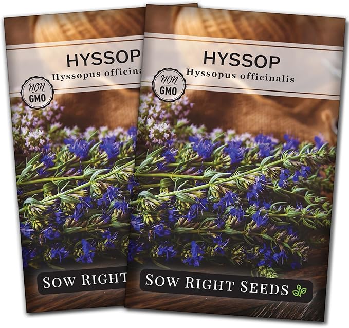 Sow Right Seeds - Hyssop Seed for Planting - Medicinal Herb to Plant in Your Garden - Outdoors - Attracts Pollinators - Stunning Purple Flowers - Non-GMO Heirloom Seeds - Great Gardening Gift (2)