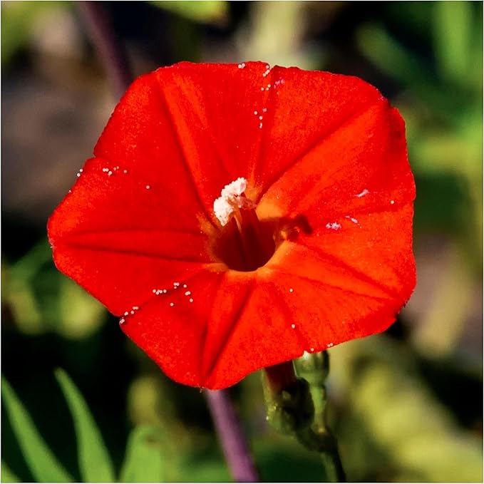 Seed Needs, Cardinal Climber Seeds - 100 Heirloom Seeds for Planting Ipomea Quamoclit - Open Pollinated & Untreated, Attracts Pollinators (5 Packs)