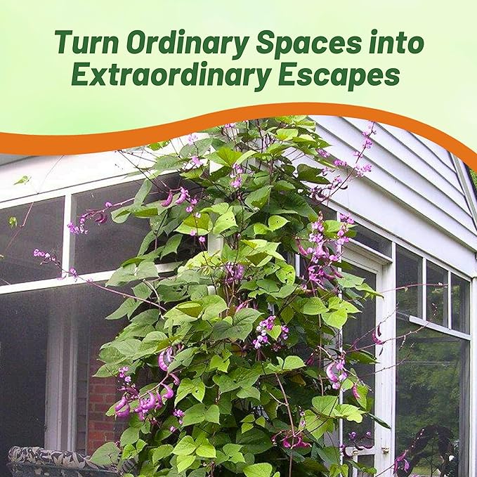 Outsidepride 100 Seeds Perennial Red Dolichos Lablab Hyacinth Bean Vine & Flower Seed for Planting
