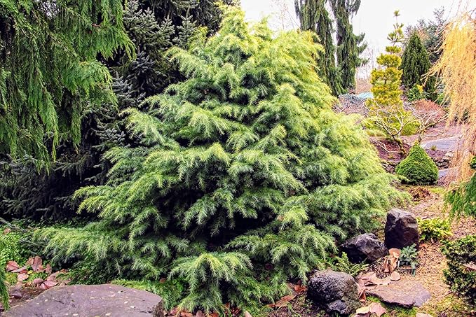 Premium Himalayan Cedar Potting Soil Mix - Perfect Balance of Nutrients, Drainage, and Aeration for Healthy Cedar Trees - 4 Quart