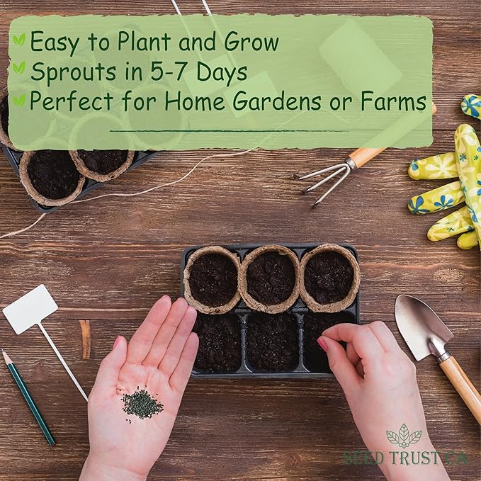 Egyptian Spinach (Molokhia) Seeds β 3000+ Non-GMO, High-Yielding Saluyot Vegetable Seeds for Planting β High Germination Rate, Heirloom Variety β USA (Molokhia)