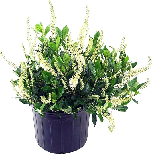 Clethra aln. 'Hummingbird' (Summersweet) Shrub, white flowers, #3 - Size Container