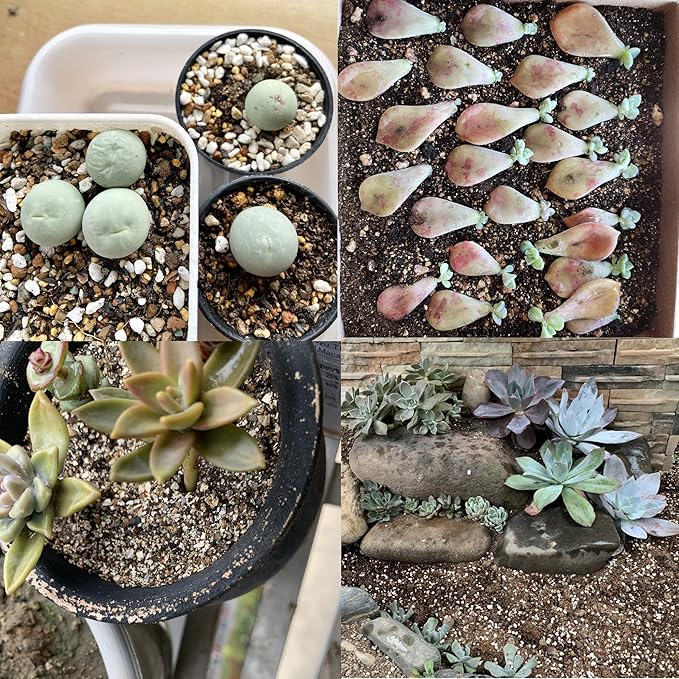 Organic Perlite Horticultural Soil Amendment for Plants and Enhanced Drainage Enhanced Growth (12 QT, Perlite)