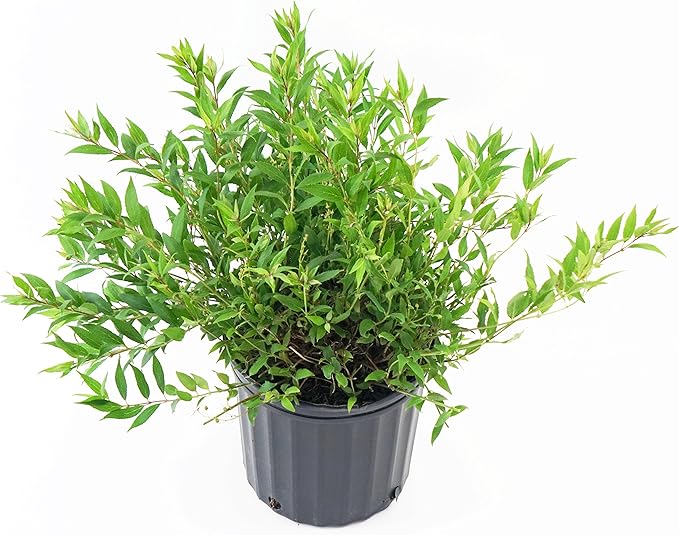 Deutzia gracilis 'Nikko' (Nikko Deutzia) Shrub, white flowers, #3 - Size Container