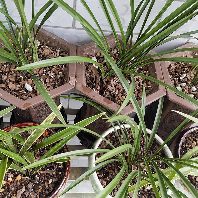 4 Quart Bonsai Soil Mix Lava,Pumice,Pine Bark and Calcined Rock, Natural Organic Mix for Potted Plants…