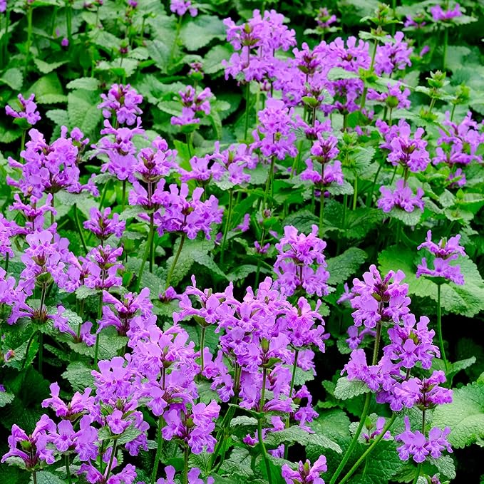 Outsidepride 50 Seeds Perennial Stachys Macrantha Lamb's Ear Flower Seeds for Planting