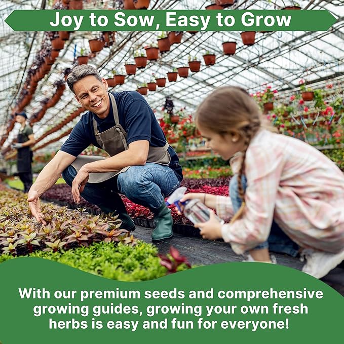 Fennel Florence Seeds Pack 1.25 G - Over 360 Non-GMO Heirloom Fennel Seeds for Planting Herbs in Individual Seed Packet, Herbs Seeds for Planting Home Garden Indoor & Outdoor Gardening