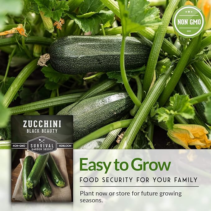 Survival Garden Seeds - Black Beauty Zucchini Seed for Planting - 1 Pack with Instructions to Plant & Grow Dark Green Summer Squash Plants in Your Home Vegetable Garden - Non-GMO Heirloom Variety
