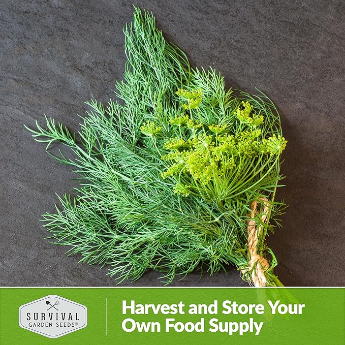 Survival Garden Seeds Compact Dill for Planting - 1 Seed Packet with Instructions to Plant & Grow Container Sized Dwarf Dill Herb Plants in Your Home Garden - Non-GMO Heirloom Variety