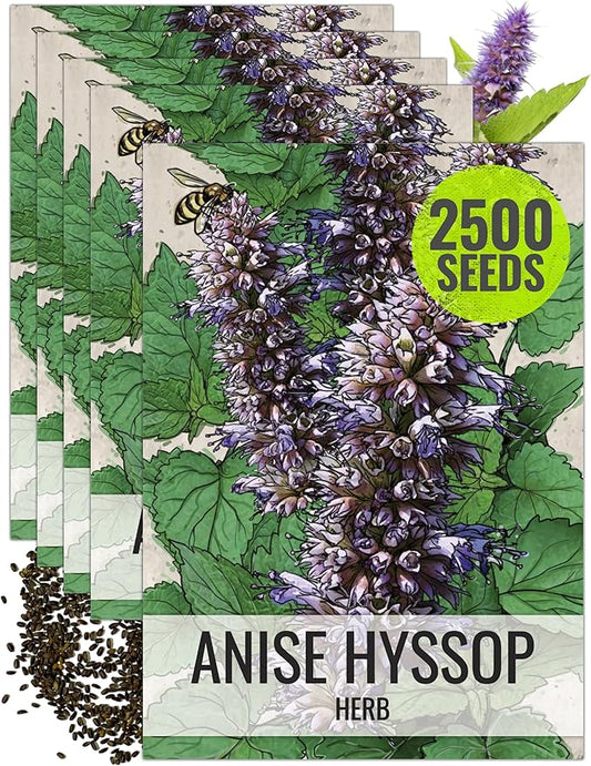 Seed Needs Anise Hyssop Seeds for Planting - Non-GMO, Heirloom & Untreated - Organically Grow a Medicinal/Culinary Herb Garden for Tea & Essential Oils (5 Packs)