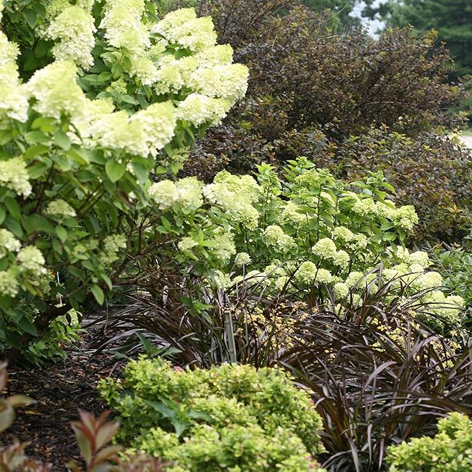 2 Gal. Little Lime Hydrangea Shrub