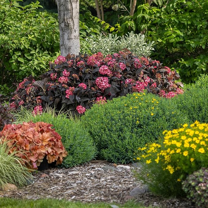 2 Gallon FIRST EDITIONS Eclipse Hydrangea Shrub