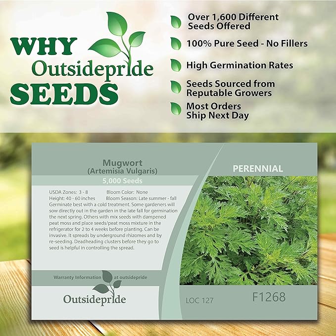 Outsidepride 5000 Seeds Perennial Mugwort Herb Garden Seeds for Planting