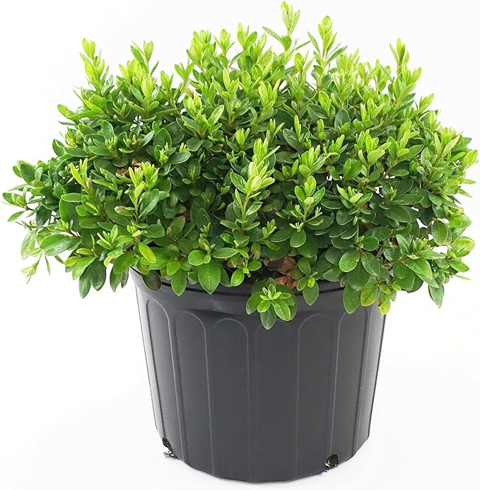 Azalea 'Girard's Pleasant White' (Azalea) Shrub, white flowers, #3 - Size Container