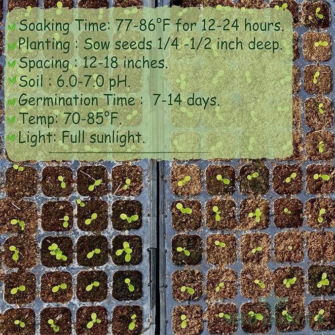 Malabar Spinach Seeds β 100+ Non-GMO, High-Yielding Malabar Variety Heirloom Seeds β High Germination Rate, Easy to Grow, Nutritious Tropical Leafy Green β USA (Malabar)