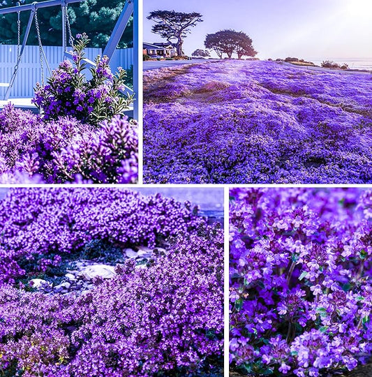 20000+ Creeping Thyme Seeds for Planting -Perennial Ground Cover Plants Flowers Non-GMO Heirloom