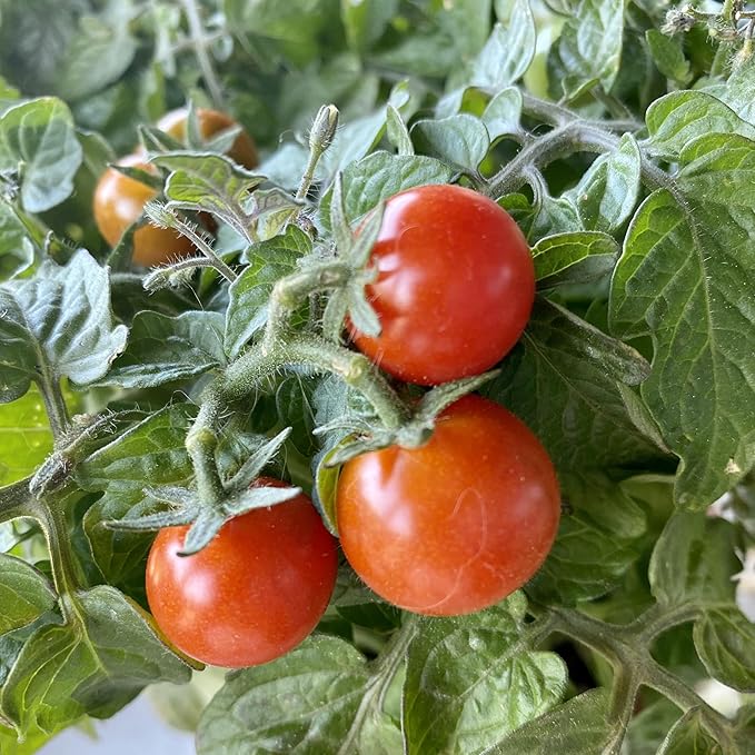 Seed Needs Tiny Tim Tomato Seeds for Planting - Non-GMO, Heirloom & Untreated - Organically Grow an Outdoor Vegetable Garden - Dwarf Plants Produce Cherry Tomatoes (1 Pack)