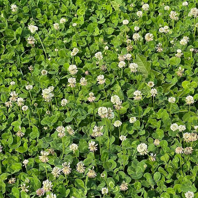 Micro Clover Seeds for Lawn-Microclover Seed for Planting - 5 Lb. Bulk ~2 Million Seeds - Drought-Tolerant Mini Clover Seed - Grass Alternative Miniclover Seeds for Lawn - Mountain Valley Seed Company