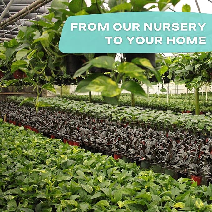 Calathea Assorted 4" pots: Grower's Pick, Indoor Plants, Easy Care Houseplant, Starter Plant,Live Indoor, Easy to Grow - Beginner Plant by Coollectiveplants (4 Pack)