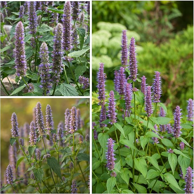 Seed Needs Anise Hyssop Seeds for Planting - Non-GMO, Heirloom & Untreated - Organically Grow a Medicinal/Culinary Herb Garden for Tea & Essential Oils (2 Packs)