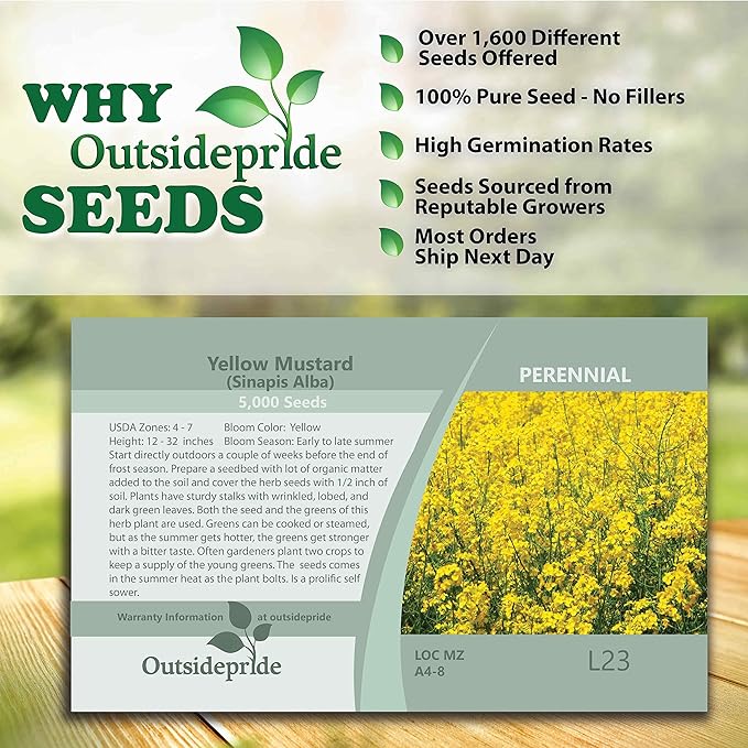 Outsidepride 5000 Seeds Annual Yellow Mustard Herb Garden Seed for Microgreens, Sprouts, & Cooking
