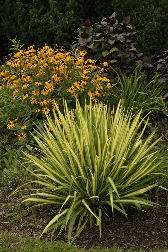 Yucca filamentosa 'Color Guard' (Yucca) Shrub, #2 - Size Container