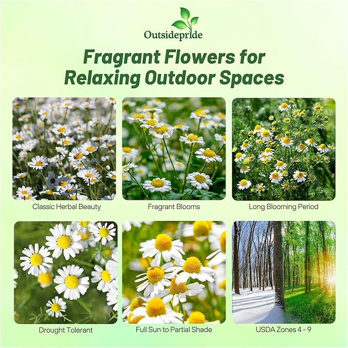 Outsidepride 50000 Seeds Perennial Roman Chamomile Herb Garden Seed for Planting