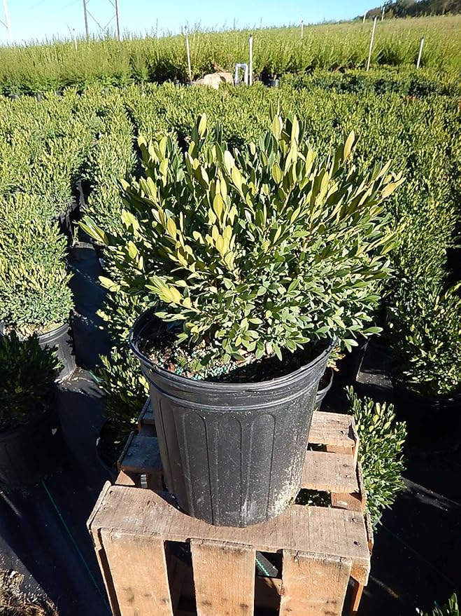 Buxus micro. jap. 'Green Gem' (Boxwood) Evergreen, #3 - Size Container