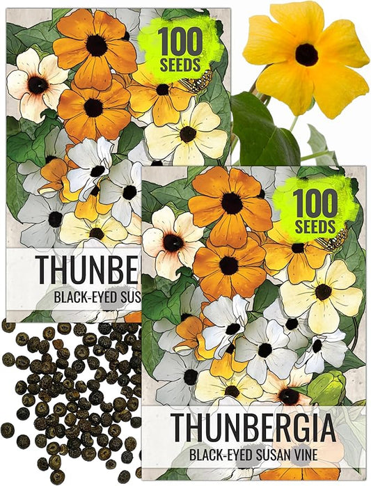 Seed Needs, Black-Eyed Susan Vine Seeds - 100 Heirloom Seeds for Planting Thunbergia alata - Annual Vining Flowers to Cover a Fence or Trellis (2 Packs)