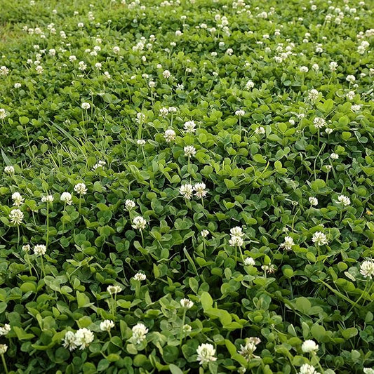 Outsidepride Perennial White Dutch Clover Seed - 10 lbs. Nitrocoated, Inoculated Clover Seeds for Lawn Alternative, Erosion Control, Food Plots, Ground Cover, & Pasture Mixtures in USDA Zones 3-10