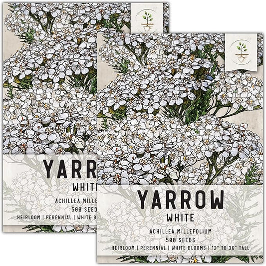 Seed Needs, White Yarrow Seeds - 500 Heirloom Seeds for Planting Achillea millefolium - Perennial Host Plant to Attract Monarch Butterflies & Other Pollinators (2 Packs)