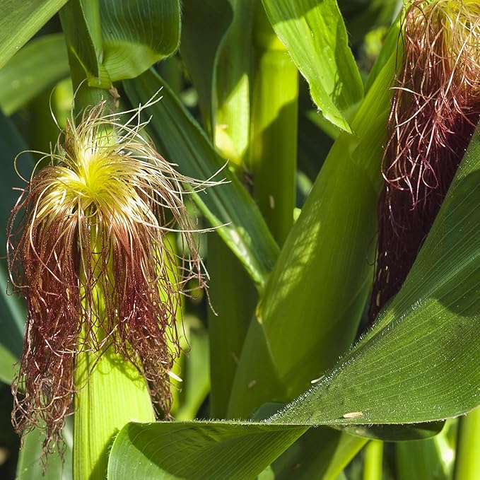 The Old Farmer's Almanac Heirloom Sweet Corn Seeds (Golden Bantam) - Approx 75 Seeds - Non-GMO, Open Pollinated, USA Origin