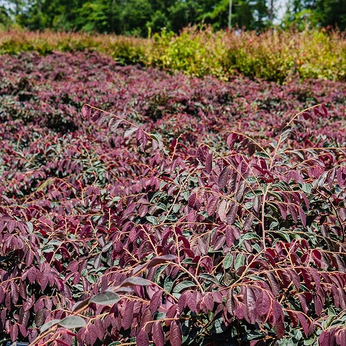 Zhuzhou LOROPETALUM - Size: 1 Gallon, Live Plant, Includes Special Blend Fertilizer & Planting Guide (Pack of 2)