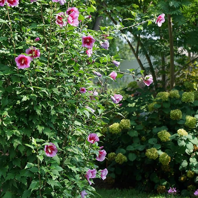2 Gallon Proven Winners Hibiscus Purple Pillar Shrub