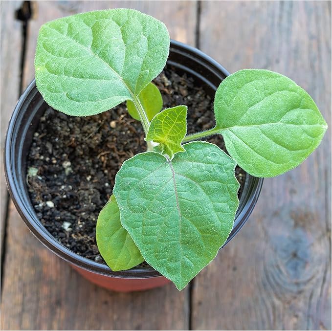 Seed Needs, Chinese Lantern Seeds - 200 Heirloom Seeds for Planting Physalis Alkekengi - Orange Ornamental Pods, Perfect for Pots & Containers (5 Packs)