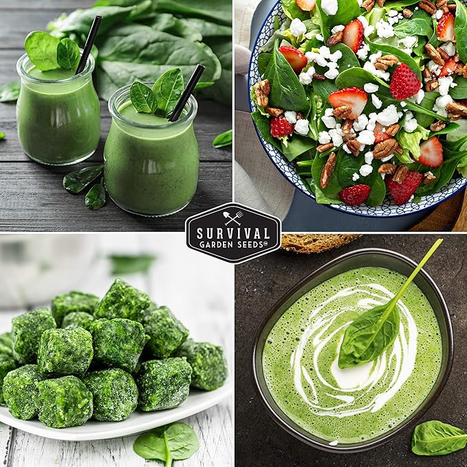 Survival Garden Seeds - Viroflay Spinach Seed for Planting - Packet with Instructions to Plant and Grow Nutritious Leafy Greens in Your Home Vegetable Garden - Non-GMO Heirloom Variety - 3 Pack