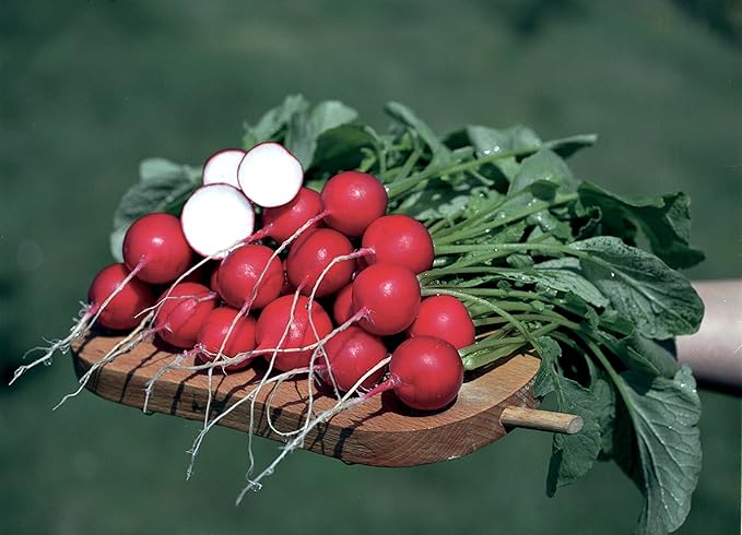 Burpee German Giant Radish Seeds 1000 seeds