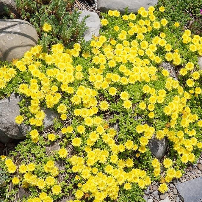 Yellow Ice Plant Seeds Evergreen Ornamental Edible Attract Butterflies Drought Tolerant Ground Cover Rock Garden Outdoor Bed 100Pcs Flower Seeds by YEGAOL Garden