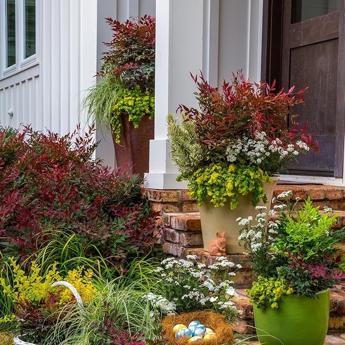 2 Gal. Obsession Nandina Shrub
