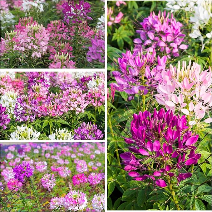 Seed Needs, Cleome Seeds - 1,500 Heirloom Seeds for Planting Cleome hassleriana - Spider Blend Attracts Butterflies, Bumblebees & Other Pollinators (5 Packs)