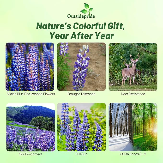 Outsidepride 1 lb. Perennial Blue Lupine Flower Seeds for Planting