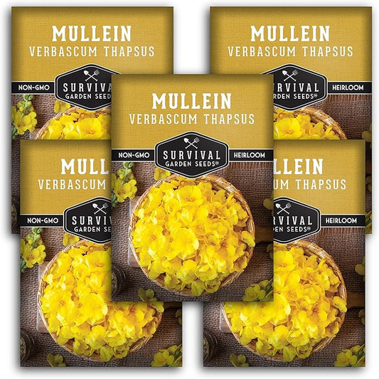 Mullein Seed for Planting - 5 Packets with Instructions to Plant and Grow Medicinal Herb Common Mullein in Your Home Vegetable Garden - Non-GMO Heirloom Variety - Survival Garden Seeds