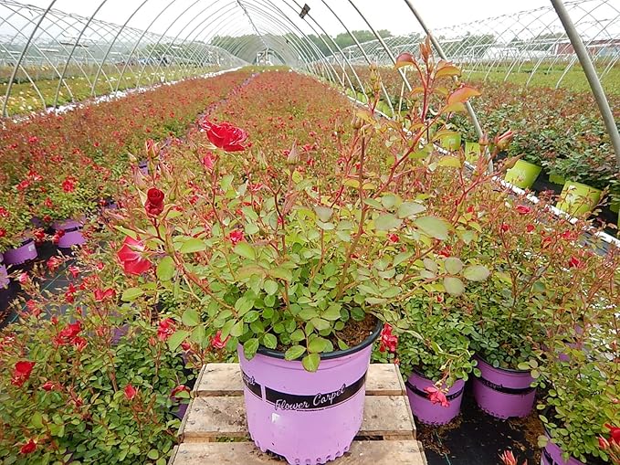 Green Promise Farms Rosa Carpet (Ground Cover) Rose, 2 Size Container, red flower