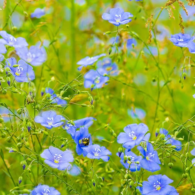 Outsidepride 1/4 lb. Perennial Blue Flax Flower Seeds for Planting