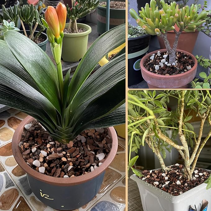 4 Quart Bonsai Soil Mix Lava,Pumice,Pine Bark and Calcined Rock, Natural Organic Mix for Potted Plants…