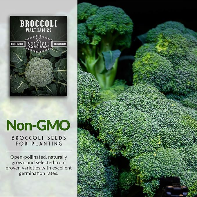 Waltham 29 Broccoli Seed for Planting - Packet with Instructions to Plant & Grow Cool Weather Broccoli in Your Home Vegetable Garden - Non-GMO Heirloom Variety - Survival Garden Seeds - 2 Pack