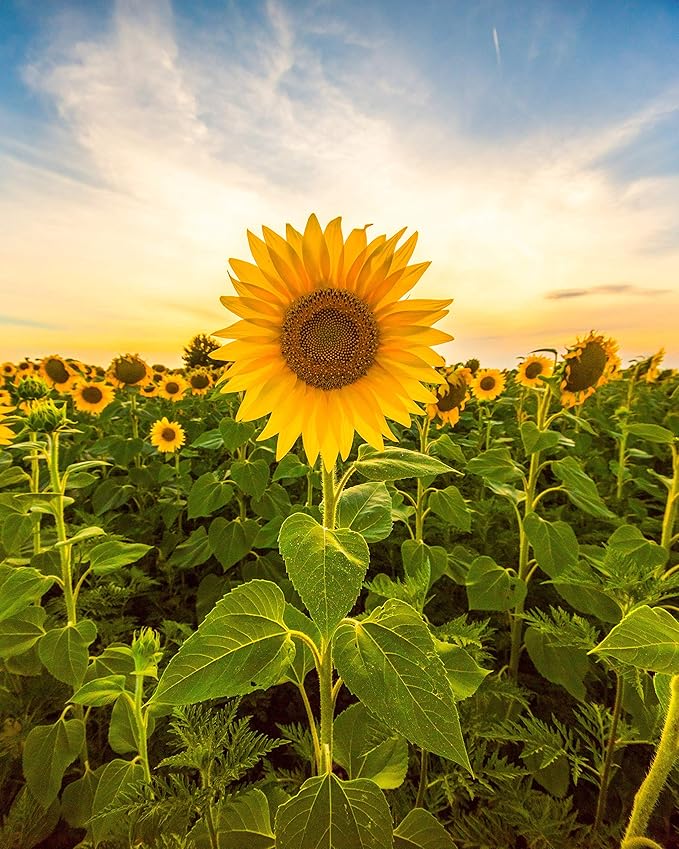 Sunflower Seeds for Planting to Plant Mammoth Sunflower Seeds Packet of About 100 Flower Seeds (Asteraceae Asterales Helianthus giganteus) !